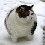 ゼロ富士