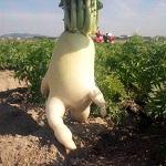 ダイコン