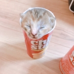 userPhoto