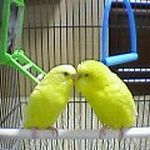 やぐぅ