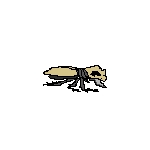 ドラサニ