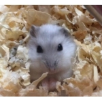 userPhoto