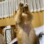 てつわんこ