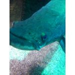 あんこ