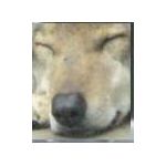 オニシバ