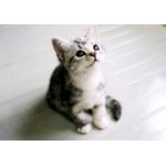 ねこねこ
