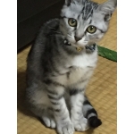 ゆゆゆ