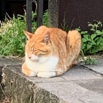 ユウ