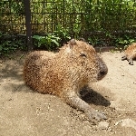 userPhoto
