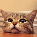 ねこぱんち