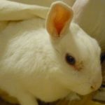ひなきち