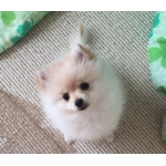 ポメラニアン　モモ