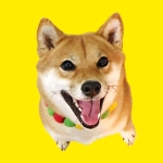 柴犬ももっぷ