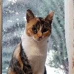 転生したら三毛猫だった件☆彡