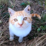 あいねこ.Aineko