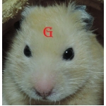 GfreeBC