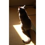 おんおん