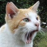 ねこかます