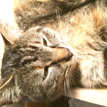 ななこ