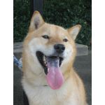 とっちん