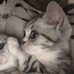 はじ