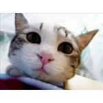 hoshi