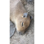 生ゆきなまゆき