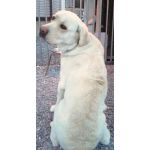 パピ助