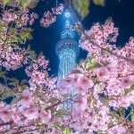 sakura
