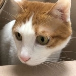 ふわん