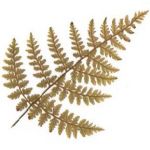麻歌