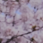 userPhoto