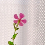 userPhoto