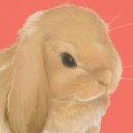 兎翔(とがけ)