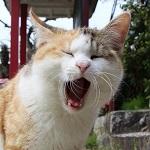 えたのーる