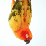 Sun Parakeet