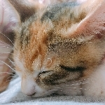 userPhoto