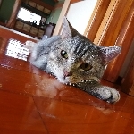 userPhoto