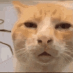 極猫
