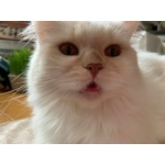 userPhoto