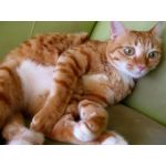 トモックス