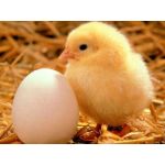 ひよこ