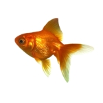 userPhoto