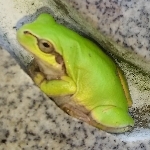 ひよ こ