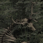 userPhoto