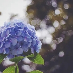 雨芽-ame