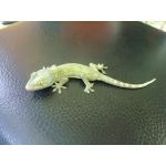 すりりんぐ