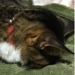 ネコヒゲ