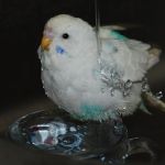 おどるほうせき