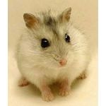 rest rat